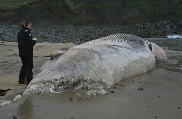 Public warned to stay back from beached whale found with bite marks on Cork coast