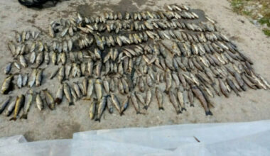 Chronic exposure to chemical agent may have caused major fish kill in Co Cork