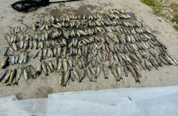 Chronic exposure to chemical agent may have caused major fish kill in Co Cork