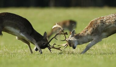 OPW has paid snipers €17,000 to kill 118 deer in Phoenix Park since last year