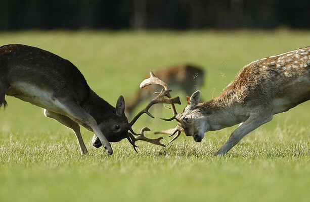 OPW has paid snipers €17,000 to kill 118 deer in Phoenix Park since last year