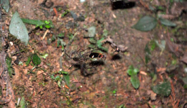 Sheet web spider with fireflies caught in web. Image credit: Tunghai University Spider.