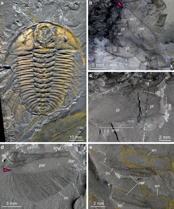 Olenoides serratus from the Burgess Shale. Image credit: Losso et al., doi: 10.1186/s12915-025-02335-3.