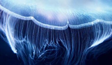 Aurelia jelly fish ( (also called common jellyfish, moon jellyfish, moon jelly, saucer jelly, Cnidaria, Scyphozoa), up close.