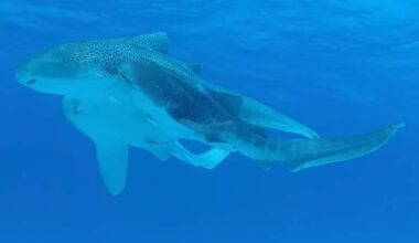A diver in a wetsuit and fins swims near a large spotted shark resting on the sandy ocean floor, surrounded by coral reefs under clear blue water.