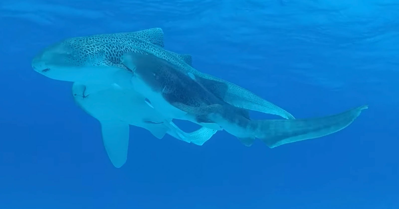 A diver in a wetsuit and fins swims near a large spotted shark resting on the sandy ocean floor, surrounded by coral reefs under clear blue water.