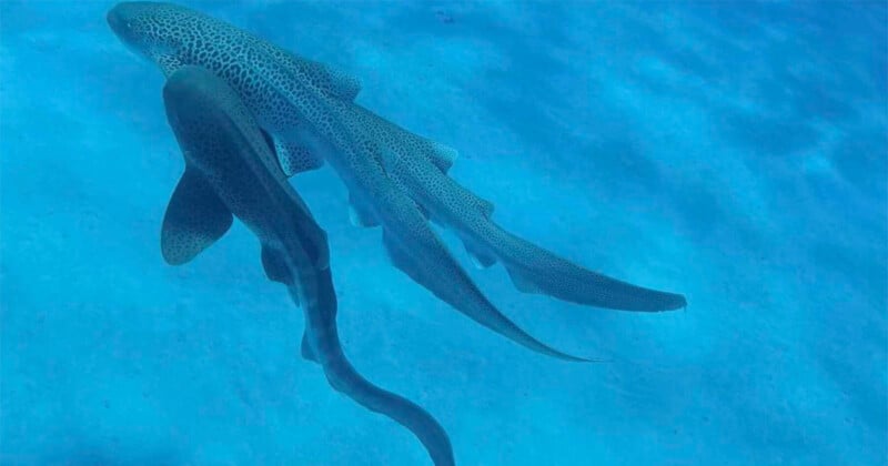Two zebra sharks swim close together in clear blue water, their bodies covered in distinctive spots and stripes.