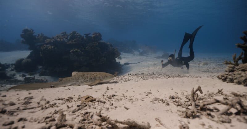 A diver in a wetsuit and fins swims near a large spotted shark resting on the sandy ocean floor, surrounded by coral reefs under clear blue water.