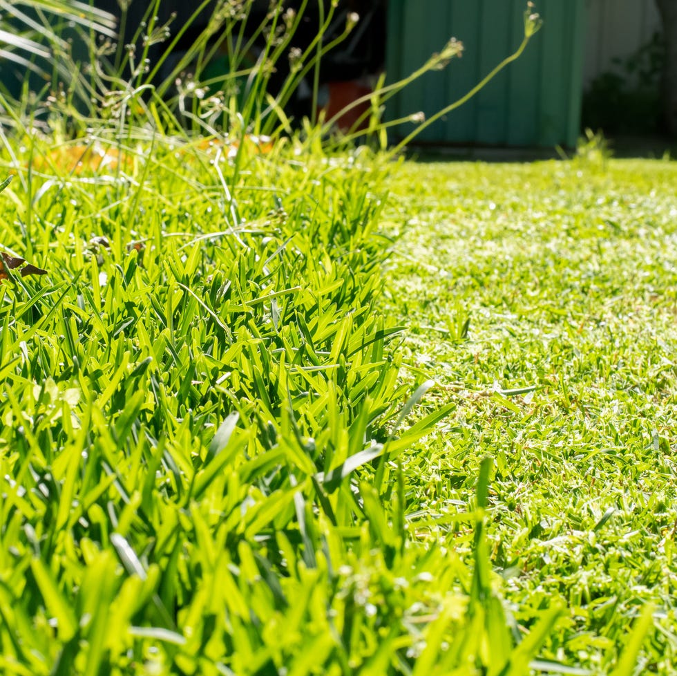 grass cut with lawn mower. half of the grass trimmed and half is still long. fresh cut backyard