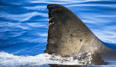 Man dies after shark attack off beach in Australia