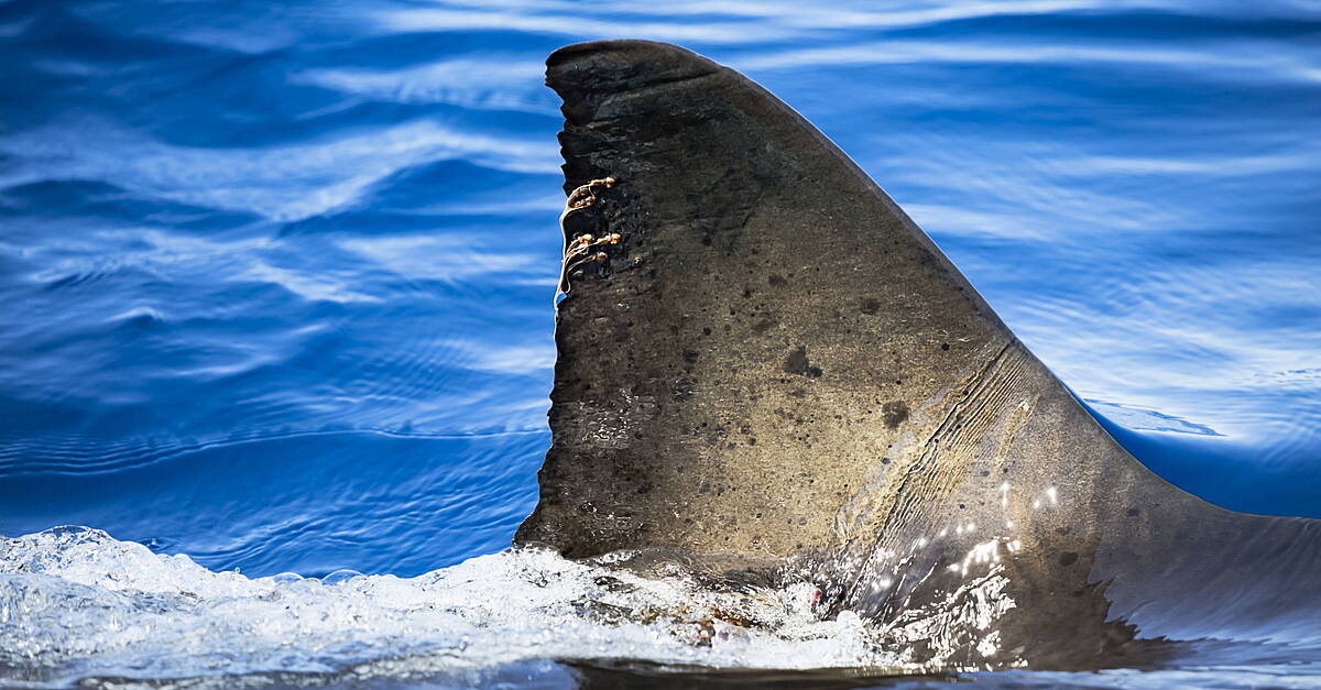 Man dies after shark attack off beach in Australia
