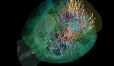 A comprehensive cellular-resolution map of brain activity | MIT News