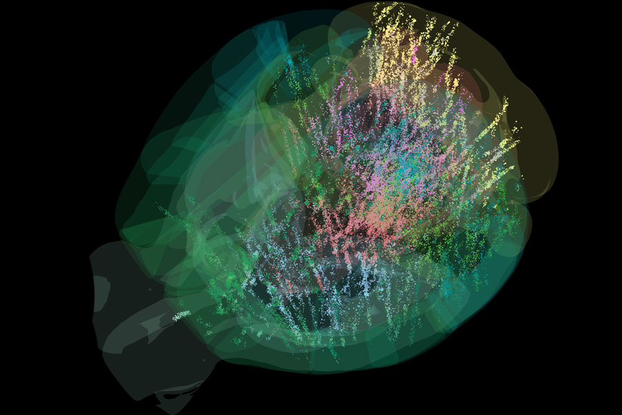 A comprehensive cellular-resolution map of brain activity | MIT News