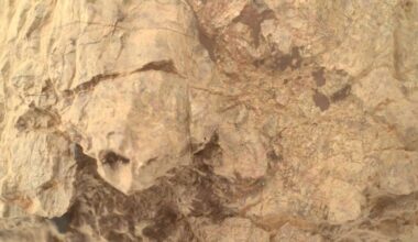 NASA Perseverance Rover Photographs Rock on Mars That Looks Like a Turtle