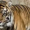 Three people sentenced for killing the endangered Malayan tiger.