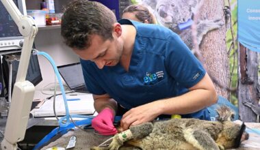 Australia approves world-first vaccine to save koalas from chlamydia