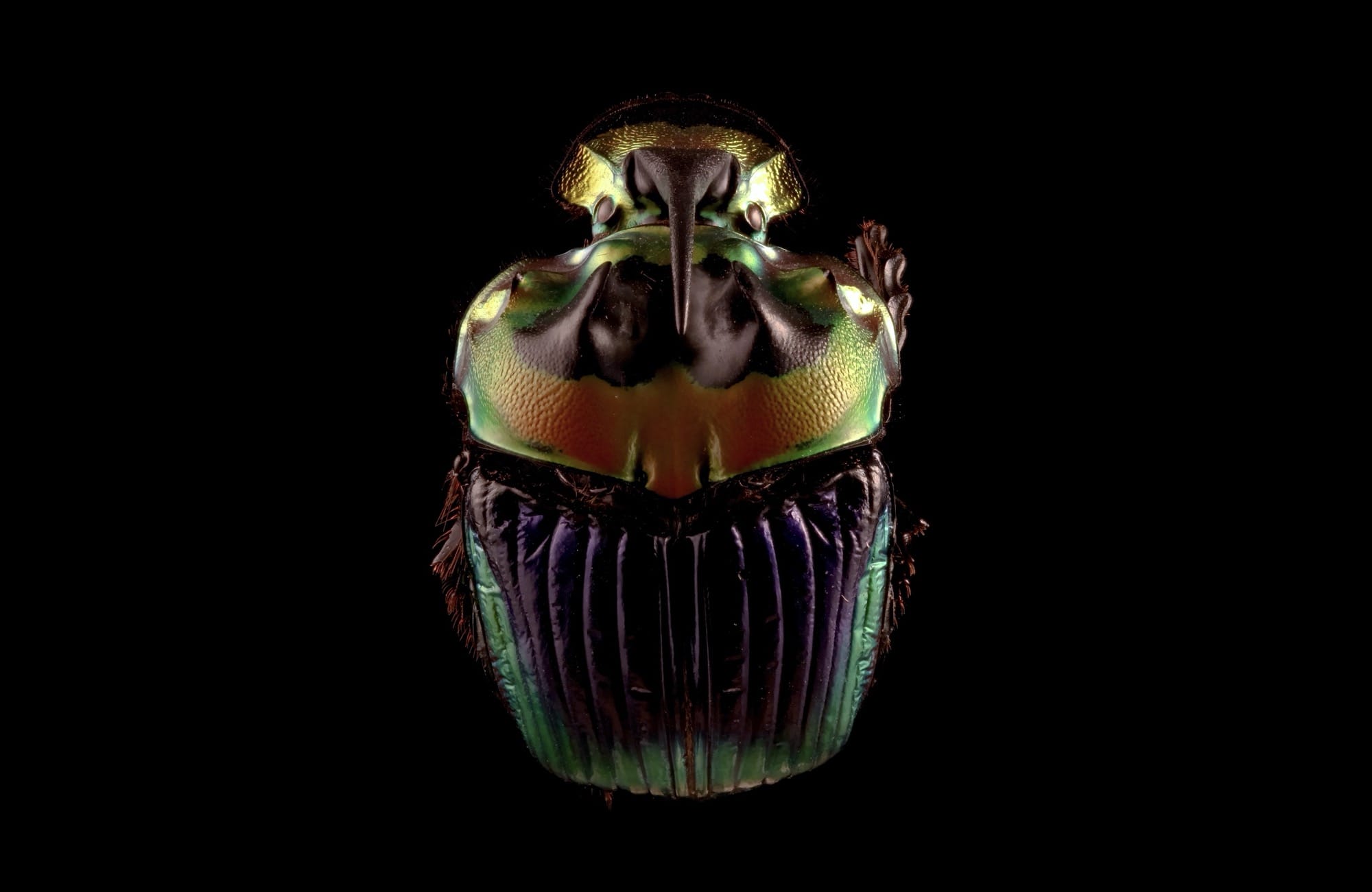 a screenshot from a video of a male dung beetle (Sulcophanaeus imperator) composed of 7,073 individual images