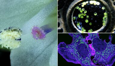 A collage of three microscope images: left, close-up of a flower's reproductive parts; top right, green algae cells next to a metal surface; bottom right, glowing cellular structures in purple and green.
