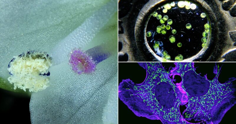 A collage of three microscope images: left, close-up of a flower's reproductive parts; top right, green algae cells next to a metal surface; bottom right, glowing cellular structures in purple and green.