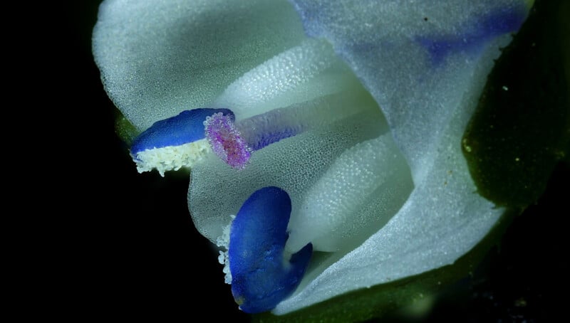 Close-up of a flower’s stamen and petals, showing intricate textures. The petals are mostly white with hints of blue and purple, and the background is dark, making the flower’s details stand out sharply.
