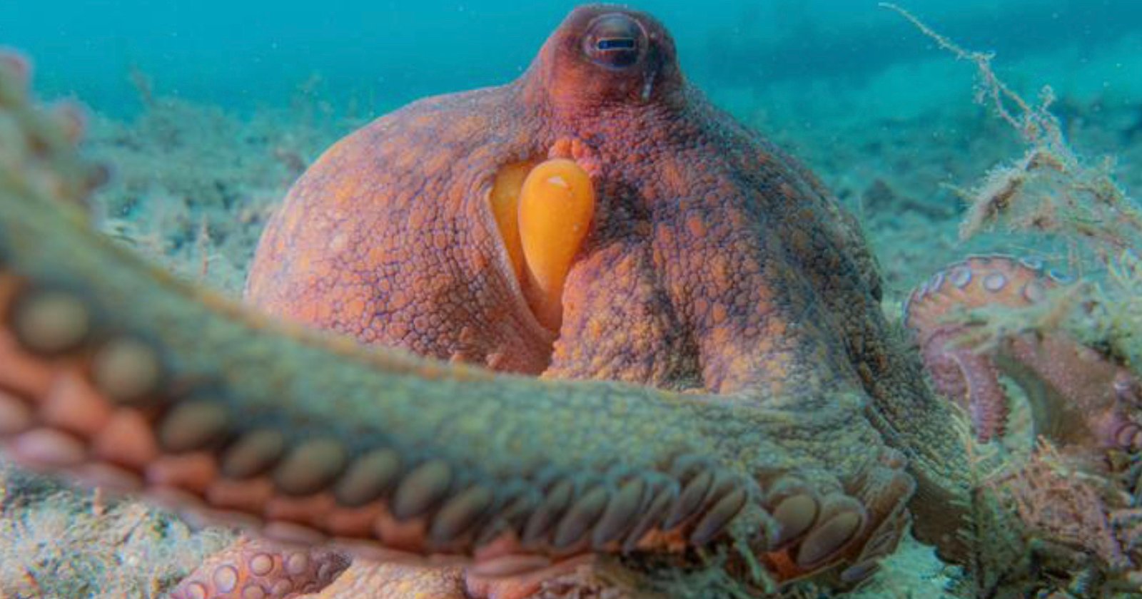 A close-up underwater photo of an octopus, showing its orange eye and textured skin as it extends its arms among seaweed on the ocean floor.
