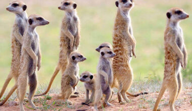 Animal groups protest making meerkats pets