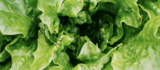 The Quagmire of Nutritional Studies | Office for Science and Society