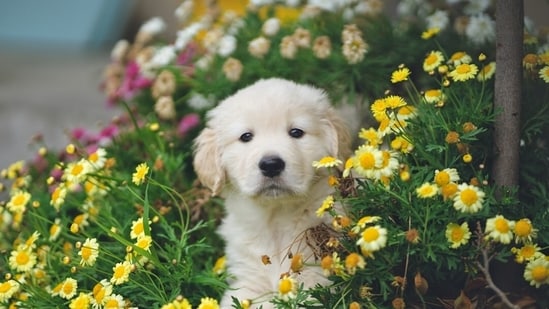 Today's optical illusion challenges users to find the hidden puppy(Representational Image)