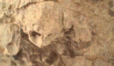 “Turtle” discovered on Mars: photo