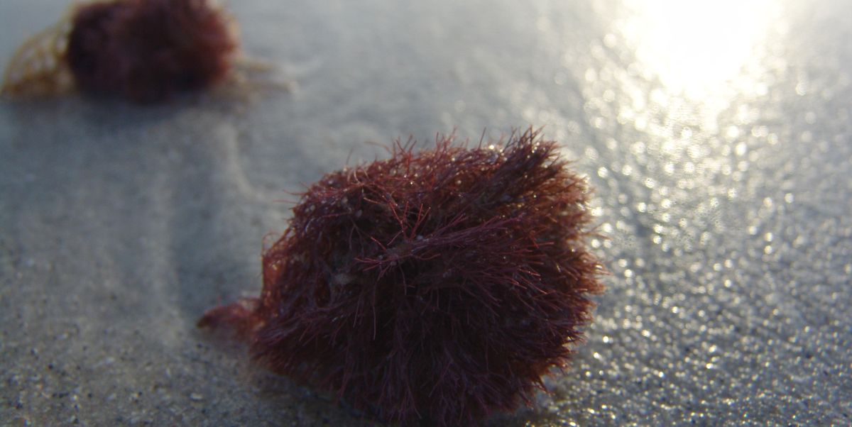 Weird Balls Are Washing Up On Beaches. They May Be Saving the Ocean.