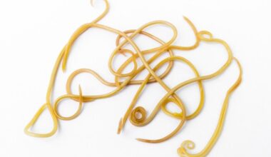 Lysosomal activity in worms linked to transgenerational extension of lifespan