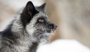Silver Fox APT Abuses Windows Driver in Active Campaign