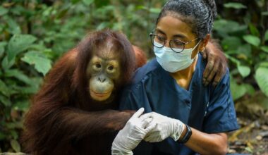 Orangutan Released After 9 Years of Intensive Rehabilitation in Nonprofit's 'Jungle School'