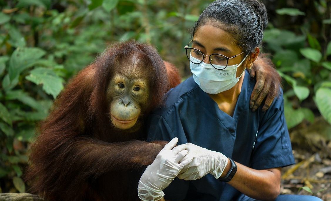Orangutan Released After 9 Years of Intensive Rehabilitation in Nonprofit's 'Jungle School'