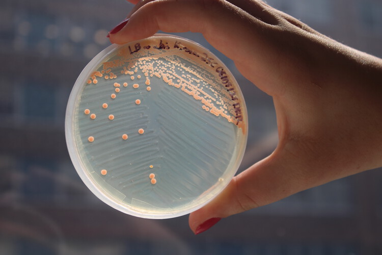 The Architect as Mediator of Materials: Lessons from Hybrid Habitats - Image 7 of 7