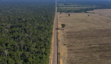 Brazil's soybean moratorium pause raises deforestation concerns