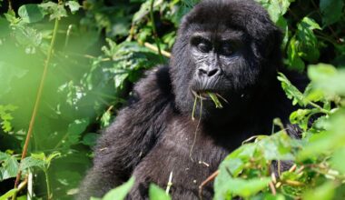 What to know about endangered gorillas and tourist tours tracking them