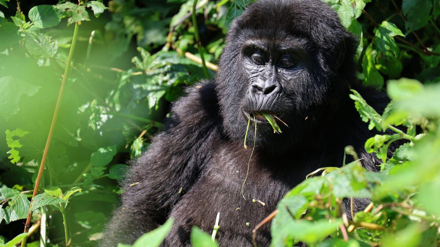 What to know about endangered gorillas and tourist tours tracking them