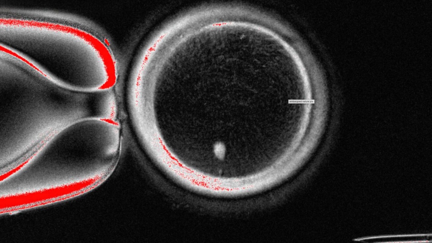 Scientists create fertilizable eggs from human skin cells in proof-of-concept experiment