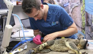 Australia approves world-first vaccine to save koalas from chlamydia