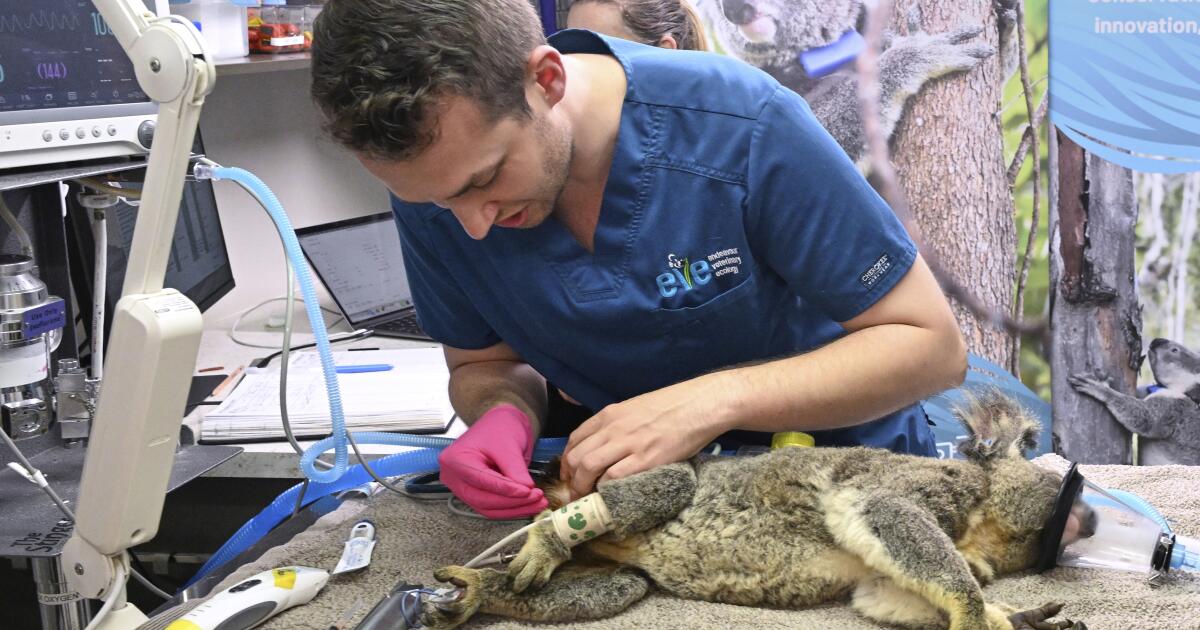 Australia approves world-first vaccine to save koalas from chlamydia