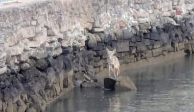 Coyote seen swimming in San Francisco Bay amid growing island population
