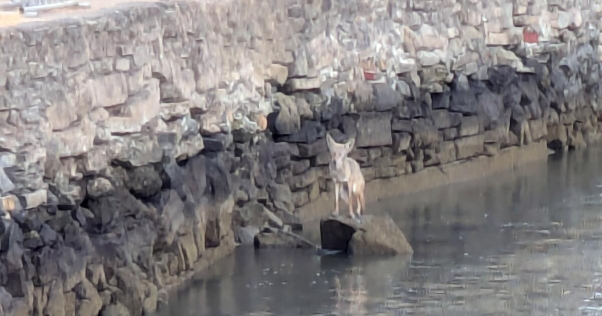 Coyote seen swimming in San Francisco Bay amid growing island population