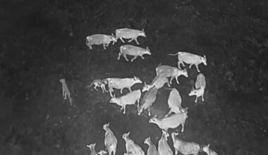 Drones blasting AC/DC help biologists protect cattle from wolves