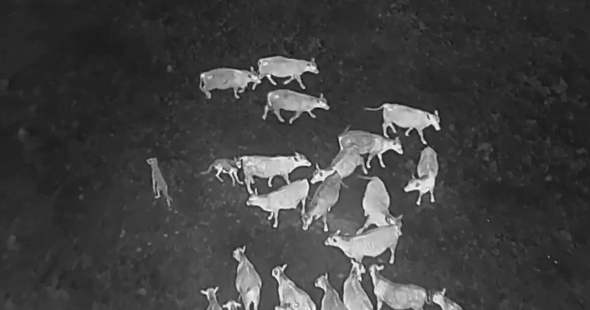 Drones blasting AC/DC help biologists protect cattle from wolves