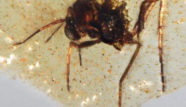 Insects trapped in amber shed light on ancient Amazon rainforest