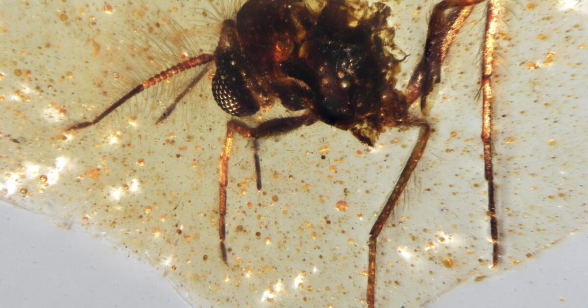 Insects trapped in amber shed light on ancient Amazon rainforest
