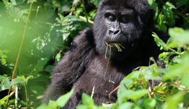 What to know about endangered gorillas and tourist tours tracking them
