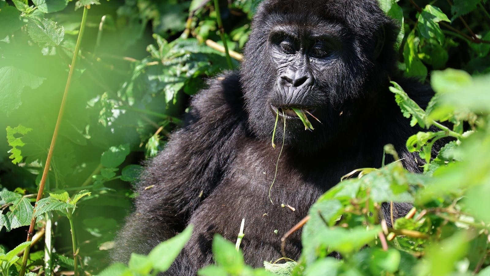 What to know about endangered gorillas and tourist tours tracking them