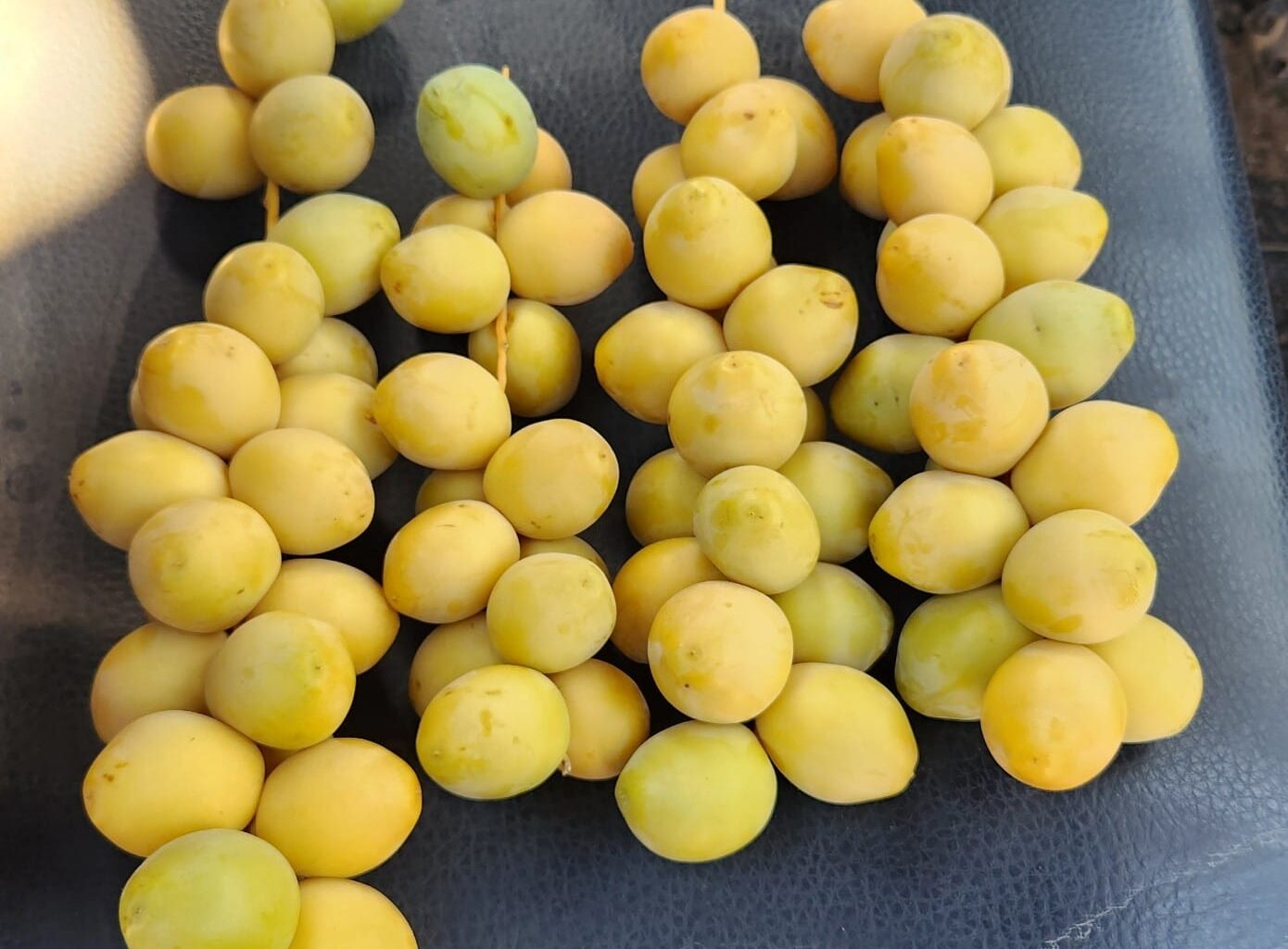 Facing US tariffs, flooded EU markets, Gaza closure, Israeli date growers issue SOS